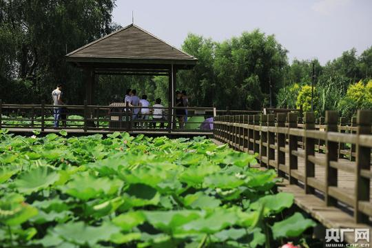 万亩南沙湿地成为“广州之肾”