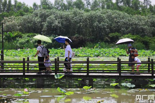 万亩南沙湿地成为“广州之肾”