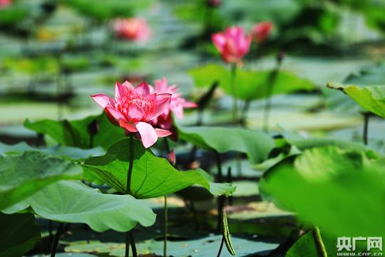 “夏赏荷叶冬候鸟” 在南沙湿地遇见城市里的世