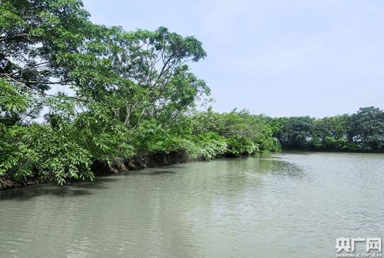 “夏赏荷叶冬候鸟” 在南沙湿地遇见城市里的世