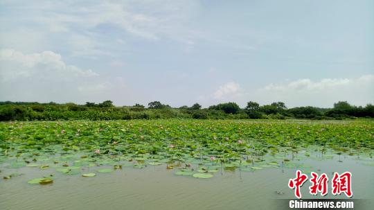 南沙湿地一角 董柴玲 摄