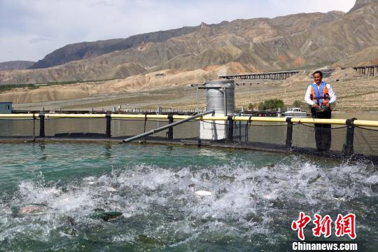 资料图为青海黄河段冷水鱼网箱养殖。　罗云鹏 摄