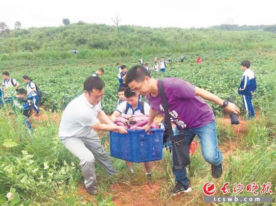 　　→在耒阳学农基地，师生走进田间地头帮农民收茄子。均为长沙晚报通讯员 苏晓玲 摄