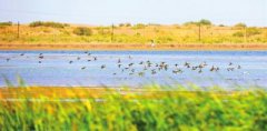 重点保护鸟类集结黑河湿地