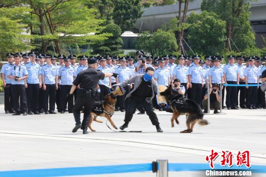 图为民警模拟开展警犬扑咬演练。　蔡正琼 摄